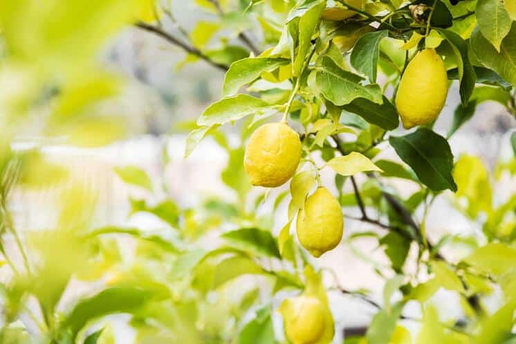 delicieux agrumes citron dans arbre 